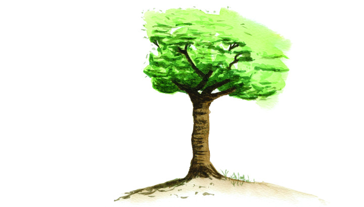 Dessine-moi un arbre